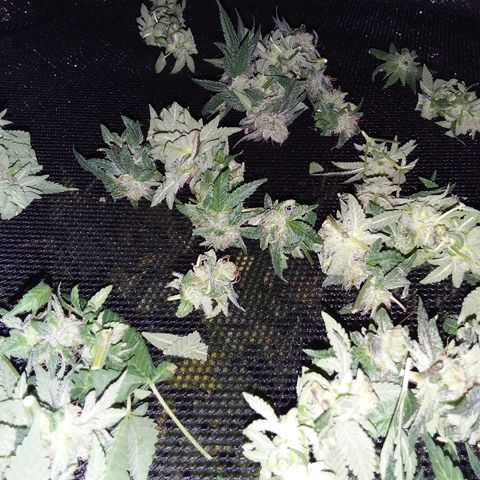 Unknown strain growlog timeline photo