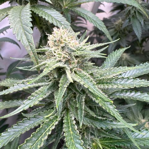 Critical Kush growlog timeline photo