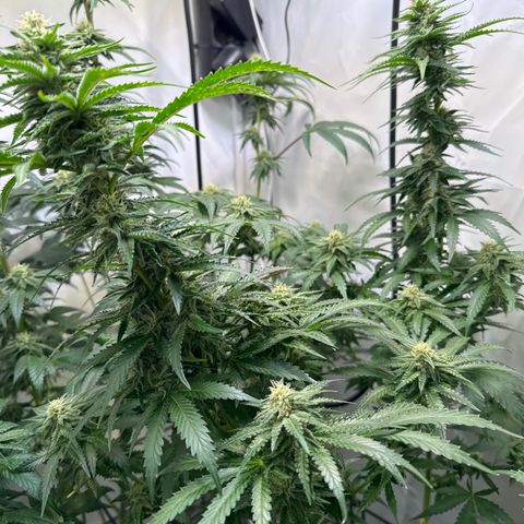 Critical Kush growlog timeline photo