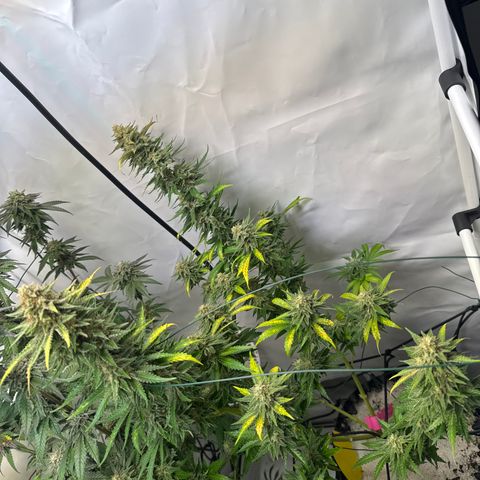 Critical Kush growlog timeline photo