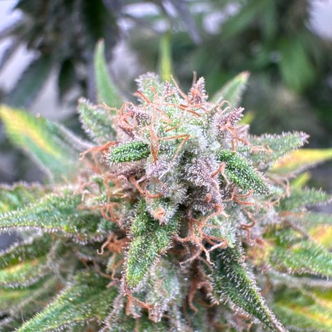 Critical Kush growlog timeline photo