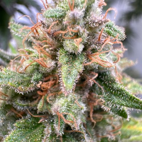 Critical Kush growlog timeline photo