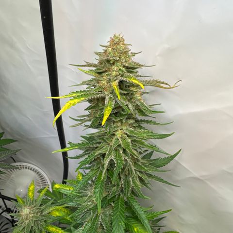Critical Kush growlog timeline photo