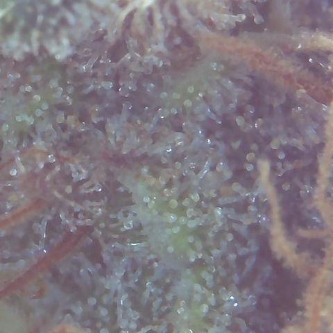 Critical Kush growlog timeline photo