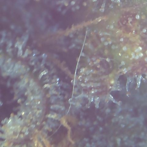 Critical Kush growlog timeline photo