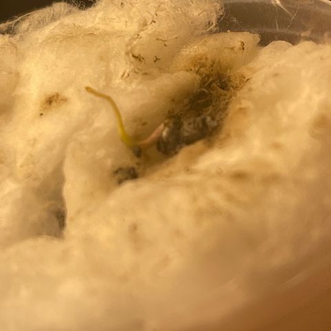 Luh Treski growlog timeline photo