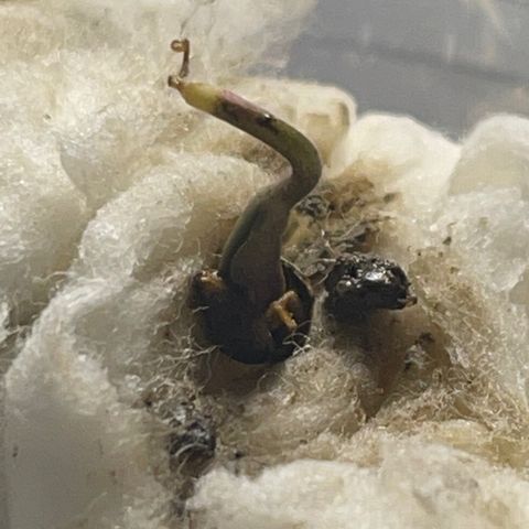 Luh Treski growlog timeline photo
