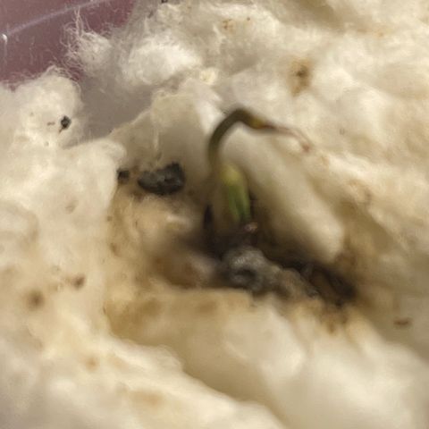 Luh Treski growlog timeline photo