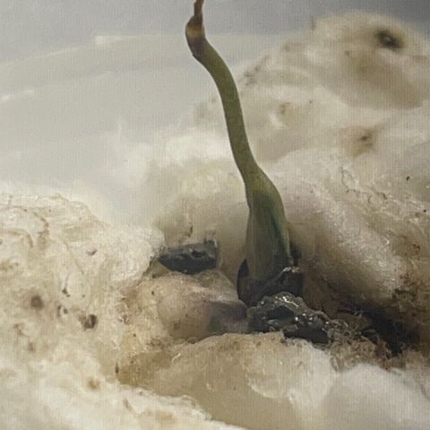 Luh Treski growlog timeline photo