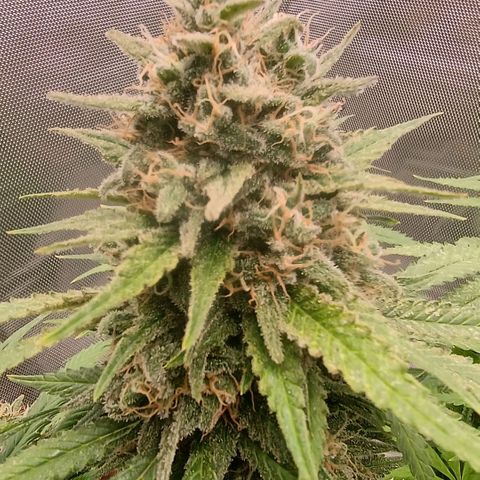 White widow, northern light, speciál kush, biscotto, amnezia haze growlog timeline photo