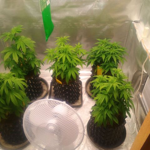White widow, northern light, speciál kush, biscotto, amnezia haze growlog timeline photo