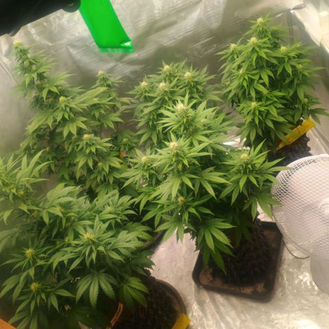 White widow, northern light, speciál kush, biscotto, amnezia haze growlog timeline photo