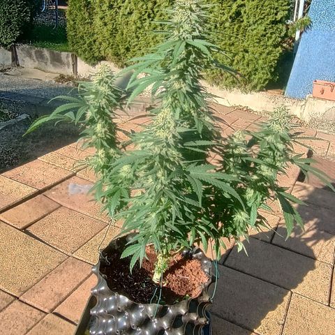 White widow, northern light, speciál kush, biscotto, amnezia haze growlog timeline photo