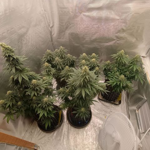 White widow, northern light, speciál kush, biscotto, amnezia haze growlog timeline photo