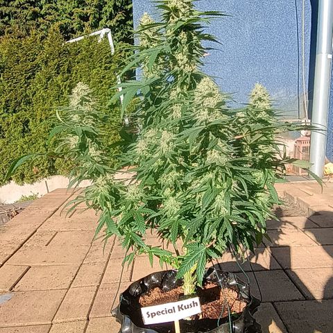 White widow, northern light, speciál kush, biscotto, amnezia haze growlog timeline photo