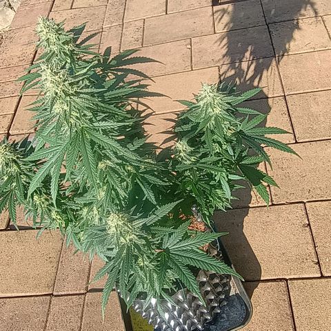 White widow, northern light, speciál kush, biscotto, amnezia haze growlog timeline photo