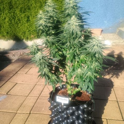 White widow, northern light, speciál kush, biscotto, amnezia haze growlog timeline photo