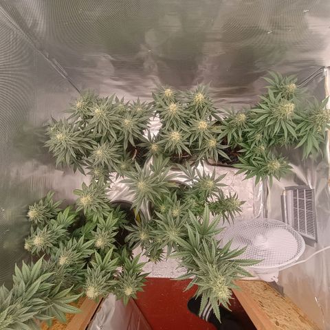 White widow, northern light, speciál kush, biscotto, amnezia haze growlog timeline photo