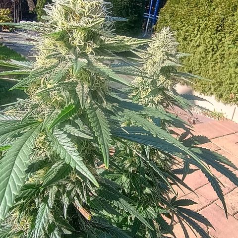 White widow, northern light, speciál kush, biscotto, amnezia haze growlog timeline photo
