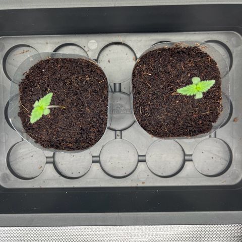 Special Queen #1 growlog timeline photo
