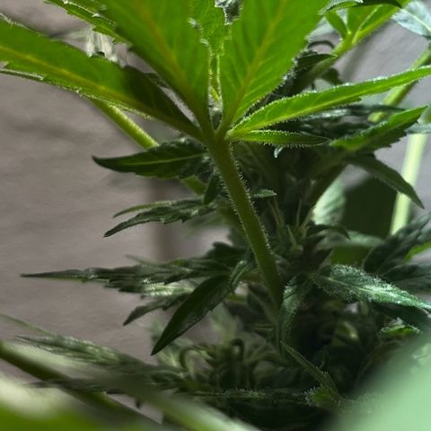 Sensi Skunk growlog timeline photo