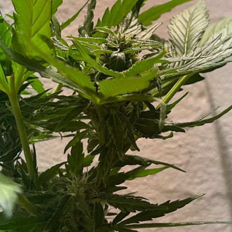 Sensi Skunk growlog timeline photo