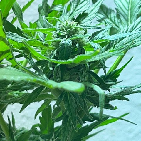 Sensi Skunk growlog timeline photo