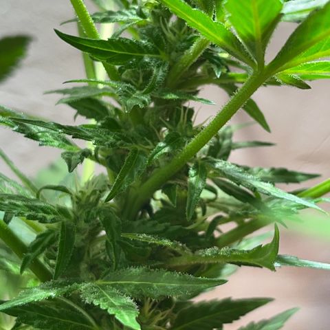 Sensi Skunk growlog timeline photo