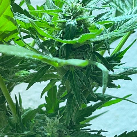 Sensi Skunk growlog timeline photo