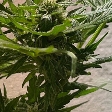 Sensi Skunk growlog timeline photo