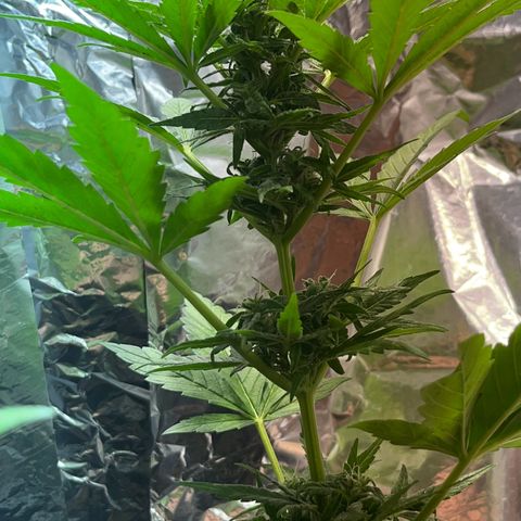 Sensi Skunk growlog timeline photo