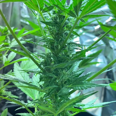 Sensi Skunk growlog timeline photo
