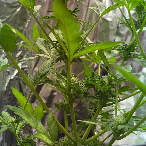 Sensi Skunk growlog timeline photo