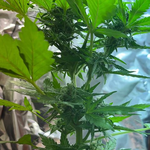 Sensi Skunk growlog timeline photo
