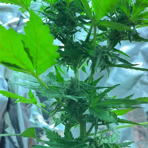 Sensi Skunk growlog timeline photo