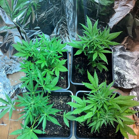 Sensi Skunk growlog photo: Von Draußen habe ich sie nun nach drinnen geholt und unter eine 400w ndl gestellt. Möchte sie wegen der Schädlingen nicht ins Zelt stellen. 