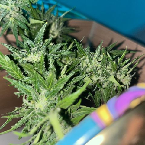 Sensi Skunk growlog photo: Musste eine leider wegen eines Pilz Befalls frühzeitig ernten. 