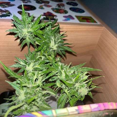 Sensi Skunk growlog timeline photo