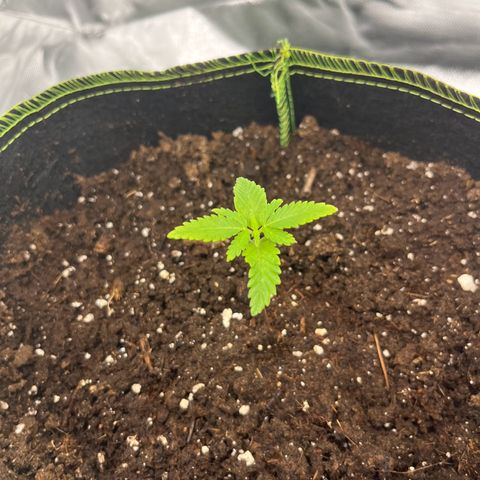 Special Queen #1 growlog timeline photo