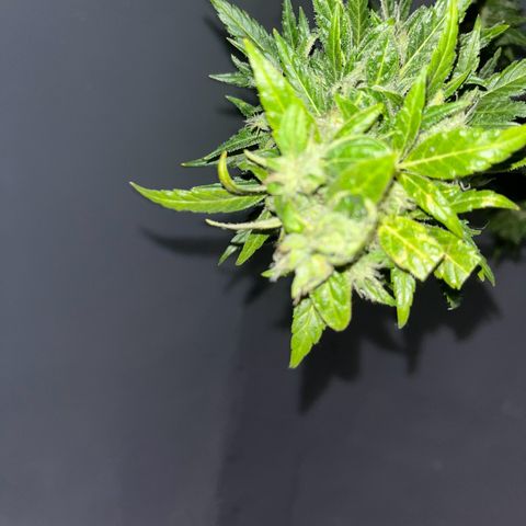 Sensi Skunk growlog timeline photo