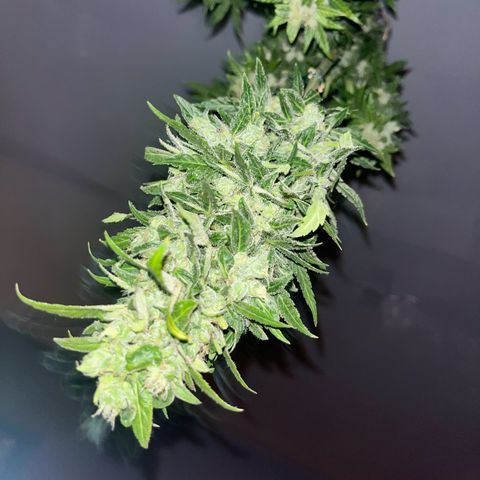Sensi Skunk growlog timeline photo
