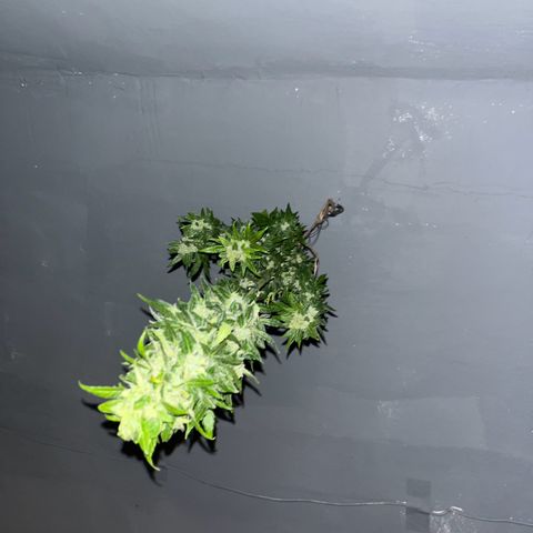 Sensi Skunk growlog timeline photo