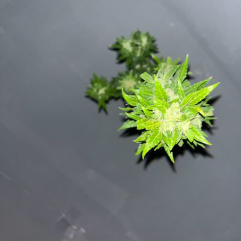 Sensi Skunk growlog timeline photo