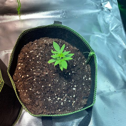 Special Queen #1 growlog timeline photo