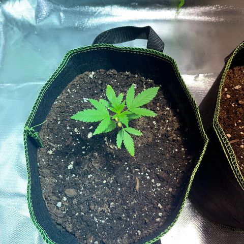 Special Queen #1 growlog timeline photo