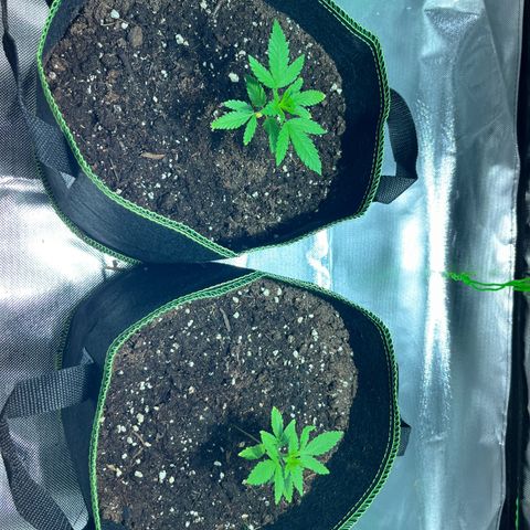 Special Queen #1 growlog timeline photo