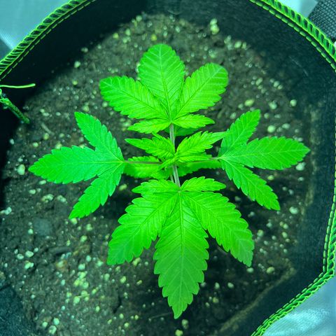 Special Queen #1 growlog timeline photo