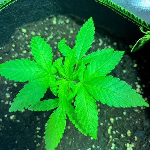 Special Queen #1 growlog timeline photo