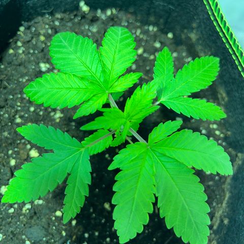 Special Queen #1 growlog timeline photo
