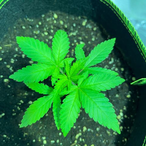 Special Queen #1 growlog timeline photo